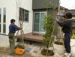 樹木の植え込み作業中