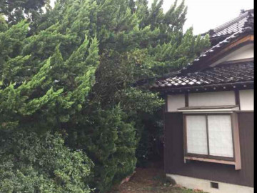 カイズカが屋根まで伸びている様子