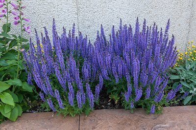 宿恨サルビアの花