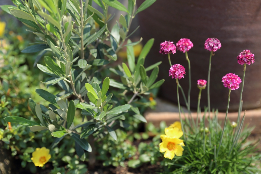 アルメリアほか花