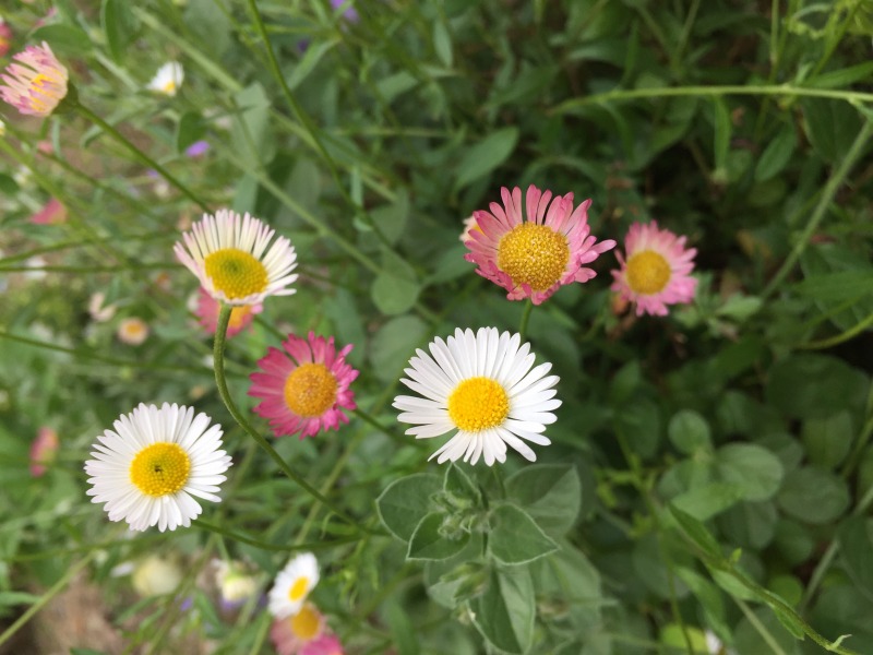 エリゲロンの花写真