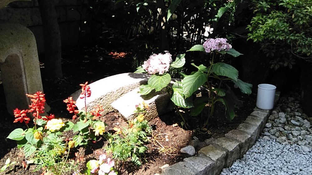 庭の花の写真